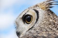 Great Horned Owl Looking Left Eyes Wide Open Royalty Free Stock Photo