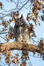 Great Horned Owl, Male, March, Silverwood Park, Minneapolis, Minnesota