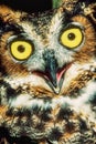 Great Horned Owl most widely distributed true owl in America