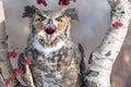 Great Horned Owl with mouth open Royalty Free Stock Photo