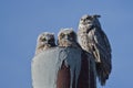 Great Horned Owl Nest With Two Owlets Royalty Free Stock Photo