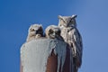 Great Horned Owl Nest With Two Owlets Royalty Free Stock Photo