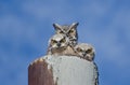 Great Horned Owl Nest With Two Owlets Royalty Free Stock Photo