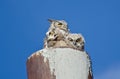 Great Horned Owl Nest With Two Owlets Royalty Free Stock Photo