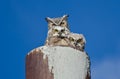 Great Horned Owl Nest With Two Owlets Royalty Free Stock Photo