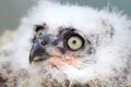 Great Horned Owl nestling side angle view Royalty Free Stock Photo