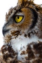 Great Horned Owl observes his surroundings