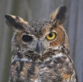 Great horned owl, one blind eye Royalty Free Stock Photo