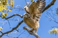 Great horned owl with open wings perched on a tree branch.