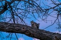 Great Horned Owl