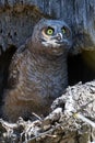 A Great Horned Owl Owlet Close up Royalty Free Stock Photo