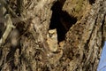 Great Horned Owl Owlet 802428