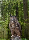 Great Horned Owl Pacific Northwest Forest Royalty Free Stock Photo