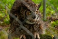 A Great Horned Owl perched in a birdcage Royalty Free Stock Photo