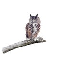Great Horned Owl perched on a branch Royalty Free Stock Photo