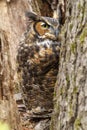 Great Horned Owl Perched in the Crook of a Tree Royalty Free Stock Photo