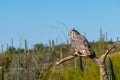 Great horned owl perched on a dead tree with cactus in the background