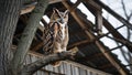 Great horned owl perched silently in tree above barn roof Royalty Free Stock Photo