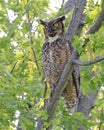 Great-horned Owl perched on a tree branch in the forest Royalty Free Stock Photo