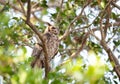 Great horned owl perched in a tree Royalty Free Stock Photo