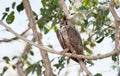 Great horned owl perched in a tree Royalty Free Stock Photo