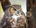 Great Horned Owl on a Tree Royalty Free Stock Photo