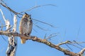 Great Horned Owl Perched In A Tree Royalty Free Stock Photo