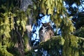 Great Horned Owl perched in a tree Royalty Free Stock Photo