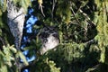 Great Horned Owl perched in a tree Royalty Free Stock Photo