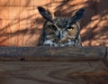 Great-Horned Owl perching in a barn Royalty Free Stock Photo