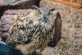 Great Horned Owl with piercing orange eyes Royalty Free Stock Photo