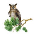 Great horned owl on the pine branch. Watercolor illustration. Bubo virginianus North America native avian. Great horned