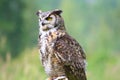 Great Horned Owl Pirched