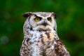 Great Horned Owl Portait Royalty Free Stock Photo