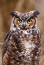 Great Horned Owl Portrait Royalty Free Stock Photo