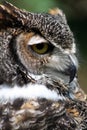 Great Horned Owl portrait Royalty Free Stock Photo
