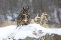 Great horned owl with prey Royalty Free Stock Photo