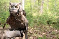 Great Horned owl settled on handler's gloved arm