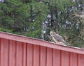 Great Horned owl sitting on old red barn roof Royalty Free Stock Photo