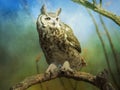 Great Horned Owl