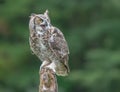 Great horned owl sitting on a tree stump Royalty Free Stock Photo