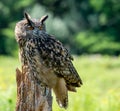 Great horned owl sitting on a tree stump Royalty Free Stock Photo