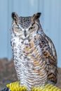 Great Horned owl sittingon it\'s perch. Birds of Prey Centre Coledale Alberta Canada