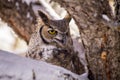 Great Horned Owl in Snow Covered Tree Royalty Free Stock Photo