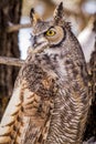 Great Horned Owl in Snow Covered Tree Royalty Free Stock Photo