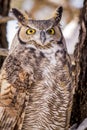 Great Horned Owl in Snow Covered Tree Royalty Free Stock Photo