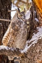 Great Horned Owl in Snow Covered Tree Royalty Free Stock Photo