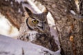 Great Horned Owl in Snow Covered Tree Royalty Free Stock Photo