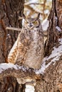 Great Horned Owl in Snow Covered Tree Royalty Free Stock Photo