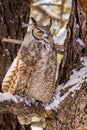 Great Horned Owl in Snow Covered Tree Royalty Free Stock Photo